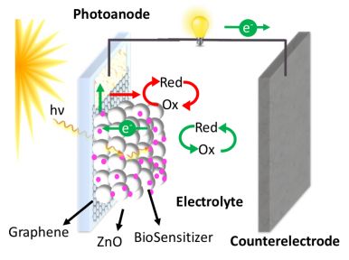Graphic showing biophotovoltaic