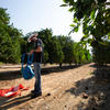 picking citrus