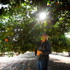 picking citrus