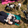 Staff practicing yoga outdoors with goats.