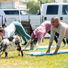 Staff practicing yoga outdoors with goats.