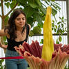 Corpse plant