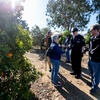 Picking citrus