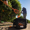 Picking citrus
