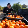 Picking citrus