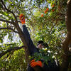 Picking citrus