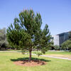 tree planted