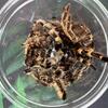 Tarantula legs