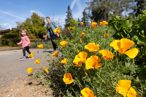 Young child playing near yellow poppy flowers at the UCR Botanic Gardens.