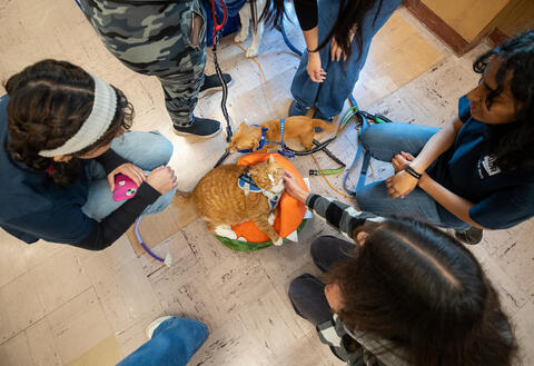 Therapy Fluffies 2025