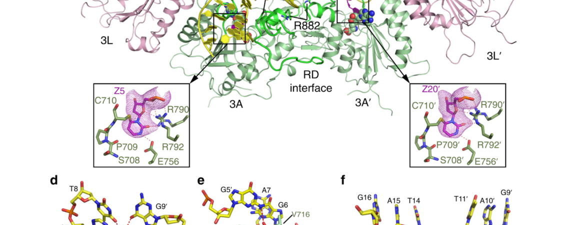 DNA methylation