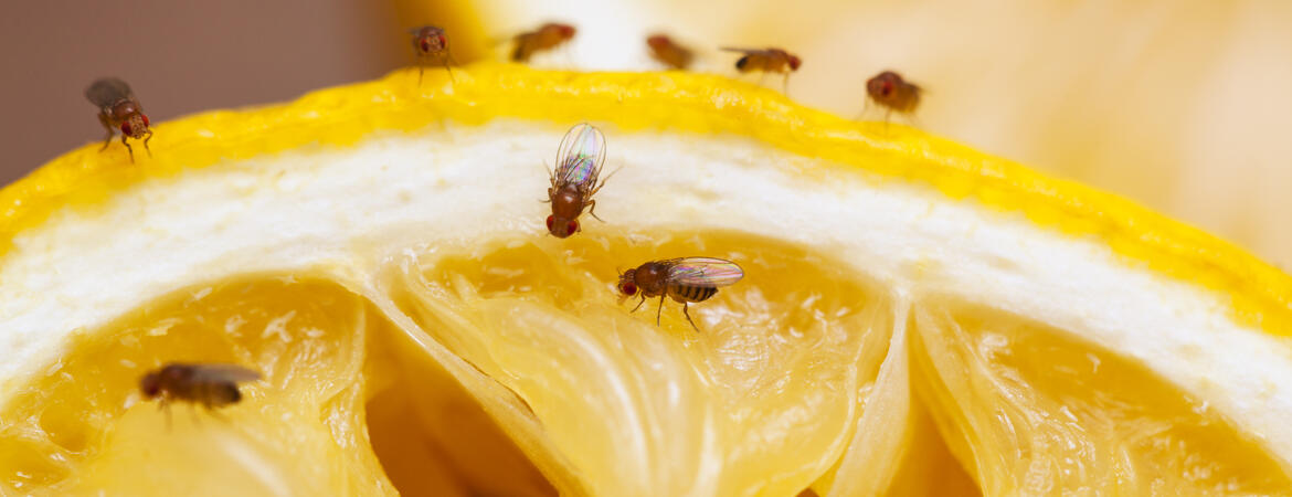 Fruit flies