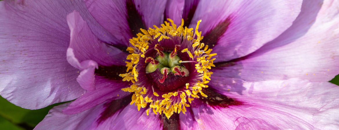 Botanic Gardens spring 24