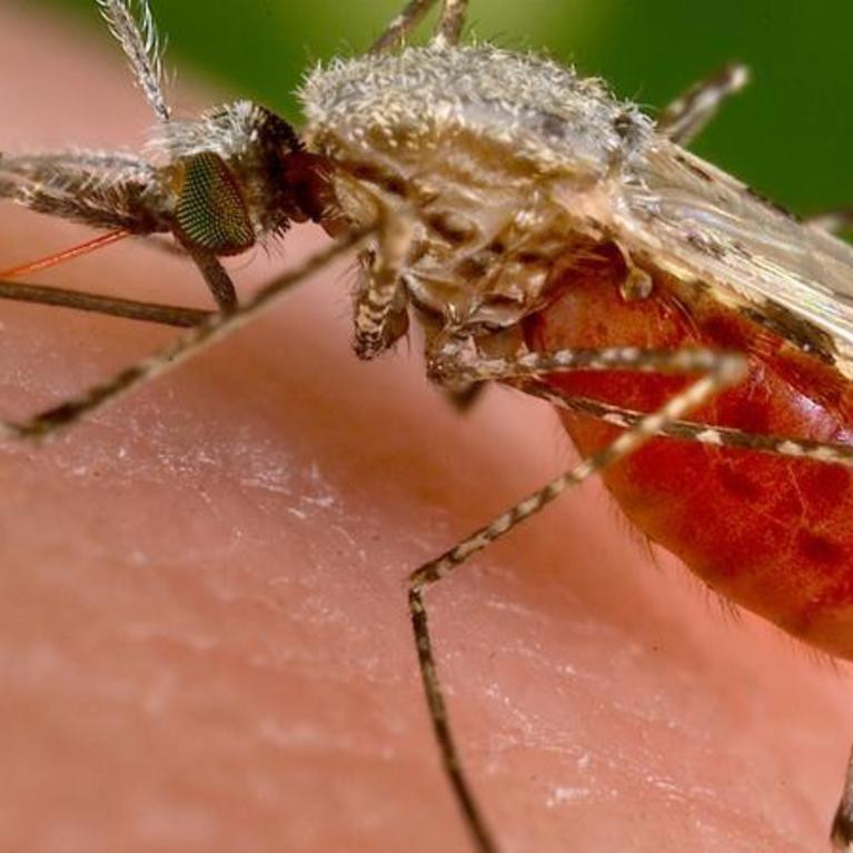 Anopheles stephensi mosquito