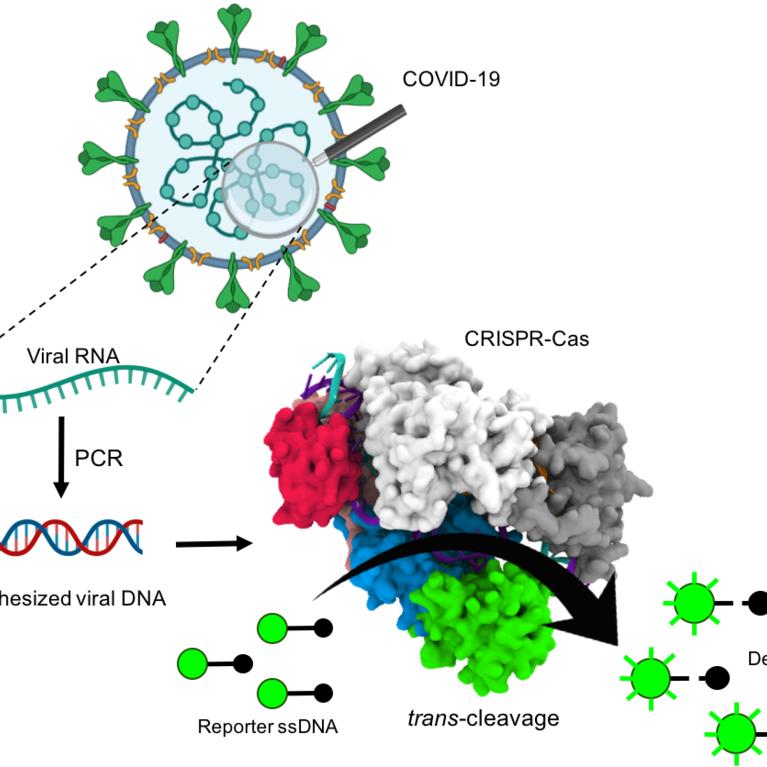 Illustration showing how CRISPR could lead to faster COVID-19 tests
