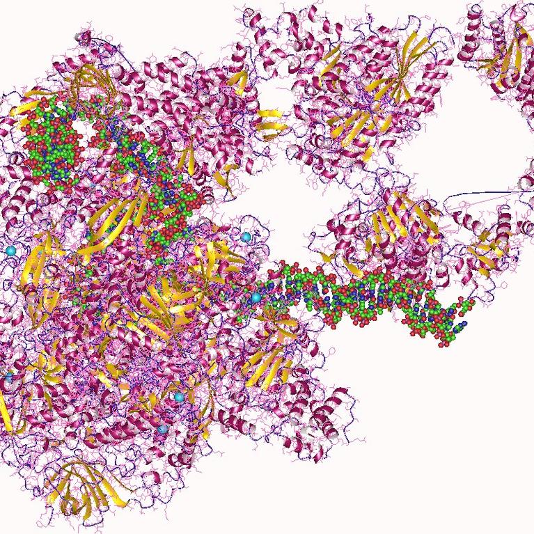 depiction of rna polymerase