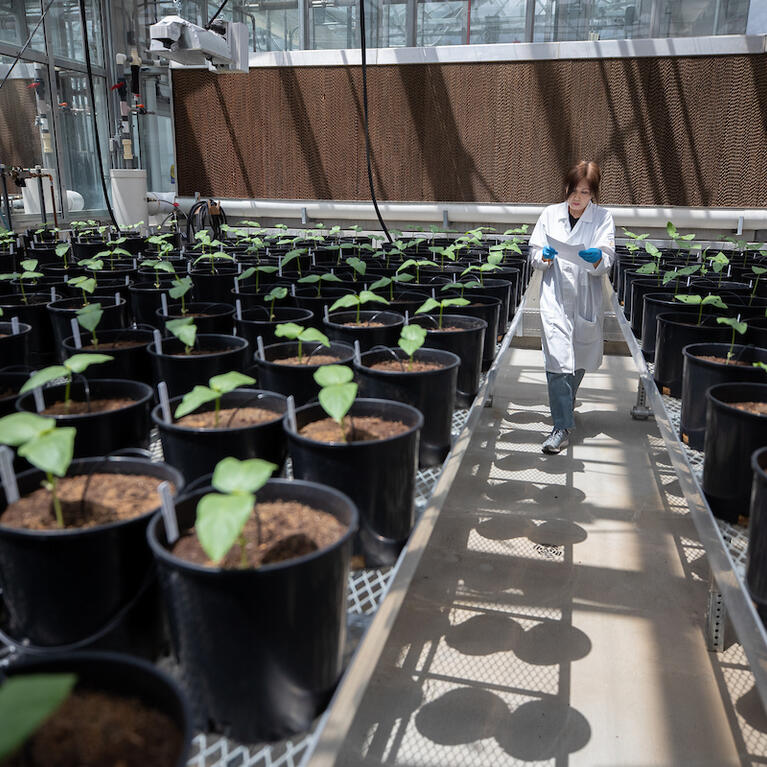 Plant Research 1 lab