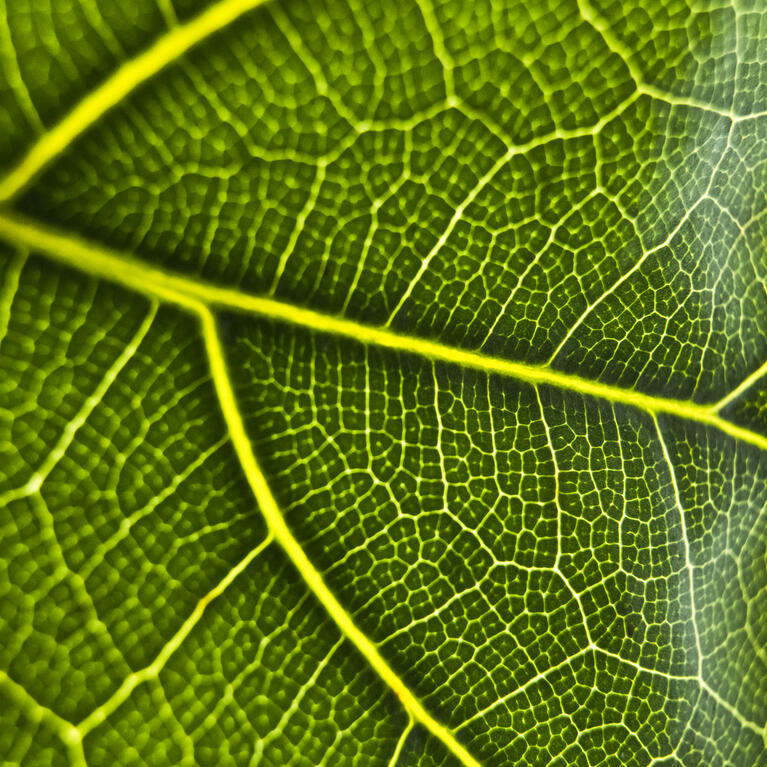 Green plants photosynthesis