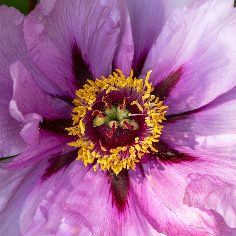 Botanic Gardens spring 24