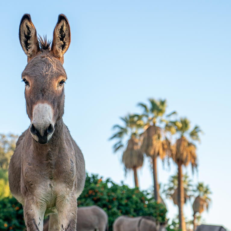 Burro on campus