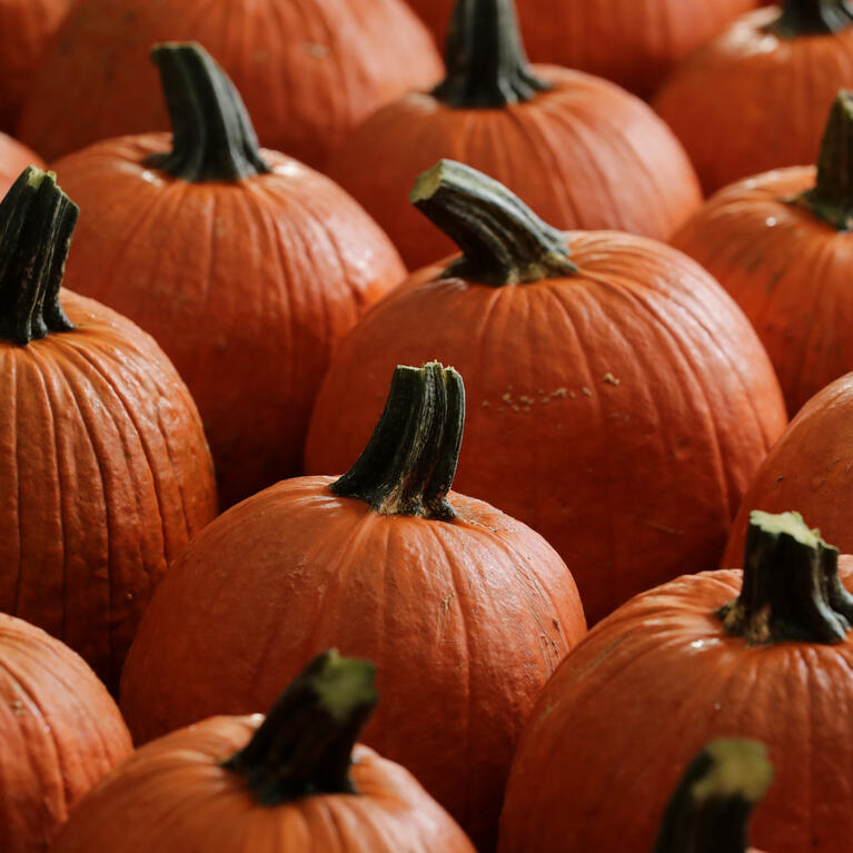 pumpkins.jpg
