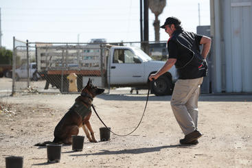A dog signals that she has detected the scent of CLas bacteria on a pad inside a pot