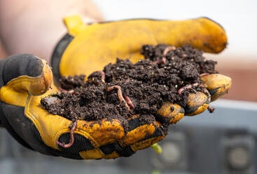 Clifford Morrison holds a handful of red wigglers