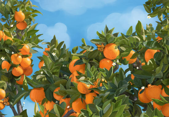 Citrus trees and blue sky