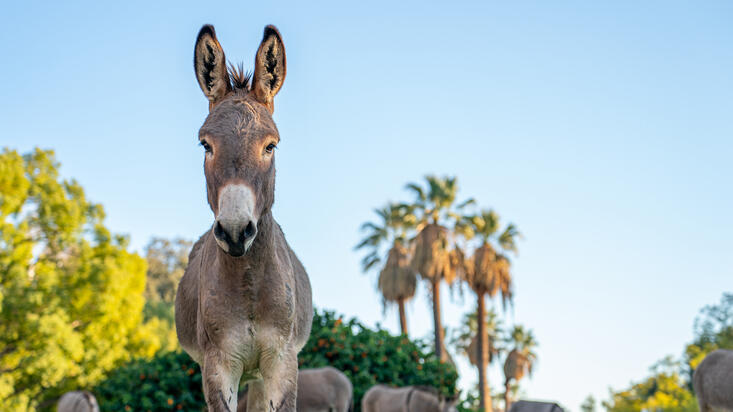 Burro on campus
